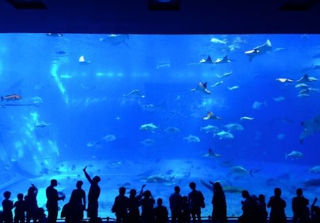 People Standing in Front of Churaumi Aquarium