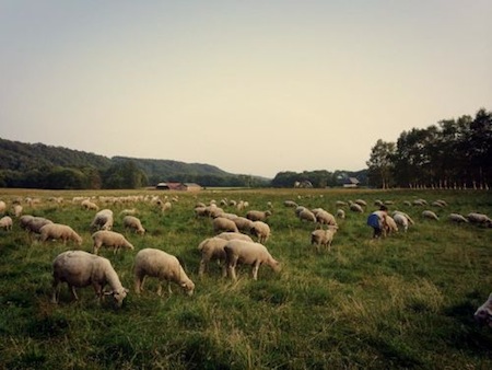 Sheep in a Meadow