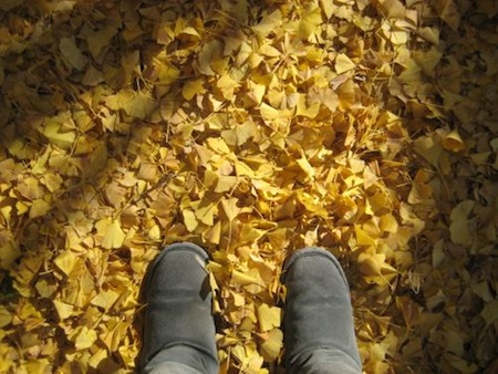 Yellow Ginko Leaves on Ground