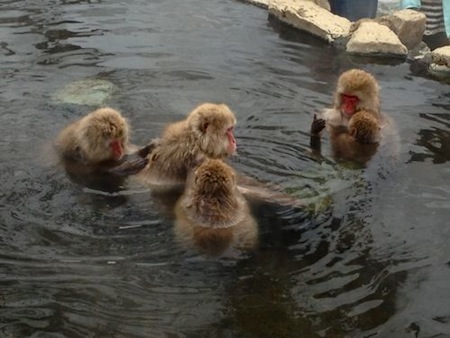 Family of Monkeys in Hot Springs