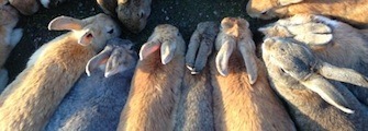Gathering of Rabbits