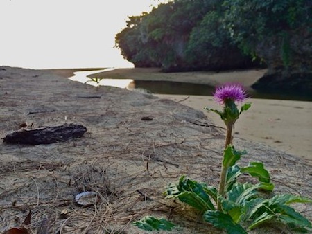 Purple Flower on the Beach