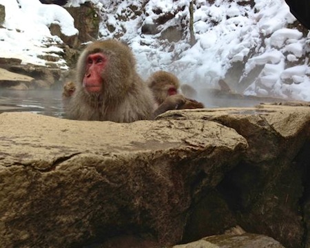 Sage-looking Monkey in Hot Springs