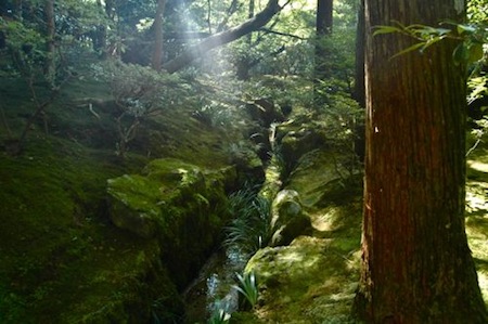 Sun Ray in Green Forest