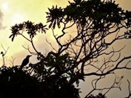Silhouette of Bird in Sunrise