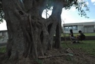 Children on Seesaw with Gajimaru Tree in Foreground