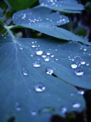 Water Droplets on a Leaves