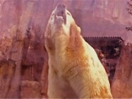 Polar Bear Roaring