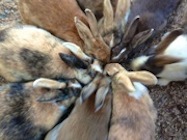 Rabbits Scrunched Together