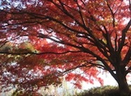 Red and Yellow Tree