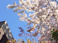 Building and Sakura Tree