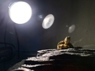 Turtle in the Spotlight